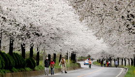 섬진강변 벚꽃 축제