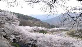 쌍계사 벚꽃축제 